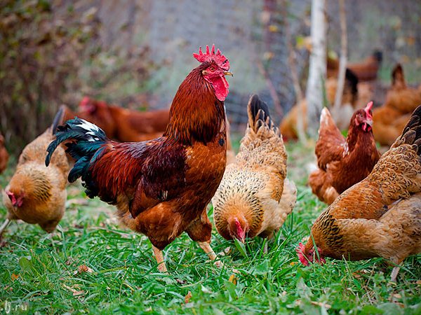 Породы куриц | ЗооТом - продажа, вязка и услуги для животных в Жукове