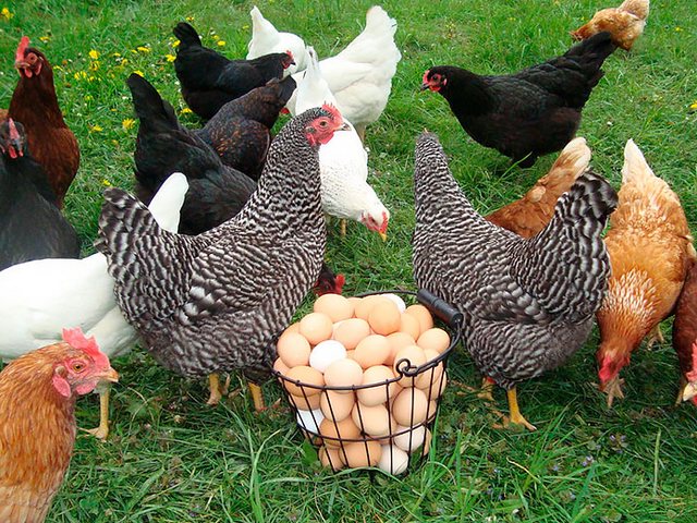 Содержание кур и уход за ними | ЗооТом - продажа, вязка и услуги для животных в Жукове