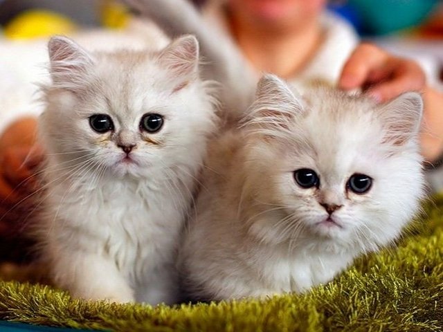 Породы кошек в Жукове | ЗооТом портал о животных