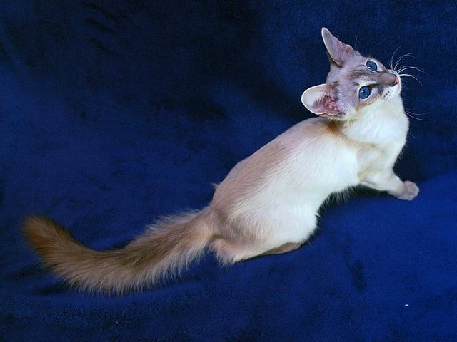 Выведенные породы кошек в Жукове | ЗооТом портал о животных