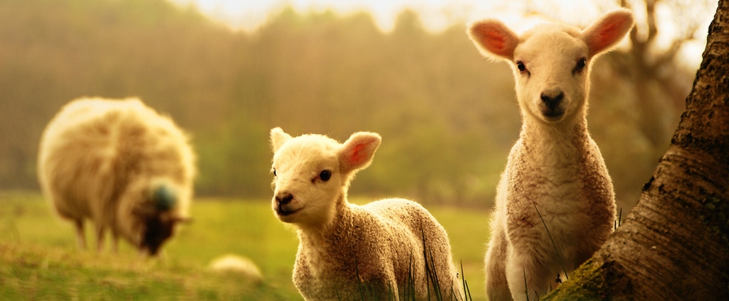 Объявления о сельскохозяйственных животных | ЗооТом - продажа, вязка и услуги для животных в Жукове
