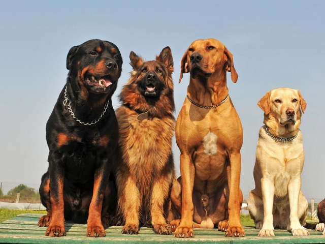 Крупные породы собак в Жукове | ЗооТом портал о животных