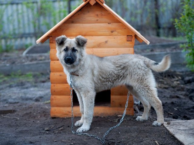 Все о собаках в Жукове